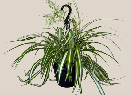 Spider Variegated Hanging Basket (Chlorophytum Comosum 'Vittatum') - 8 Inch Indoor Houseplant