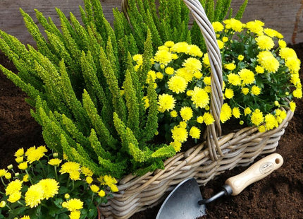 DeWit Tool Gift Set  -  Repotting/Transplanting