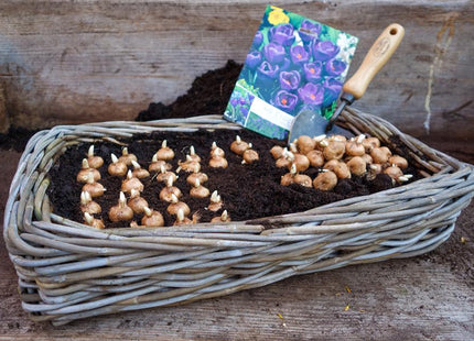 DeWit Tool Gift Set  -  Repotting/Transplanting