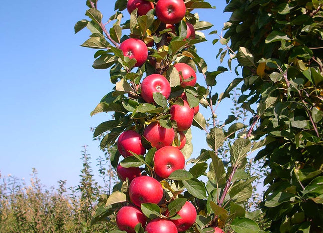 Fruit Snacks® Tasty Red™ Apple (Malus domestica 'Tasty Red') - 2 gallon