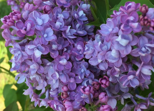 Scentara® Double Blue Lilac (Syringa x 'Scentara Double Blue') - 3 gallon 18"
