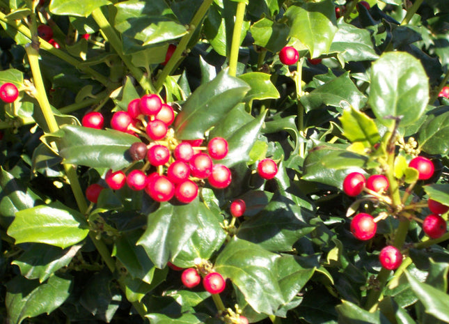 China Girl™ Broadleaf Holly (Ilex x meserveae 'China Girl') - 3 gallon 15"