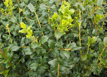 China Boy™ Meserve Holly (Ilex x meserveae 'China Boy') - 3 gallon 15"