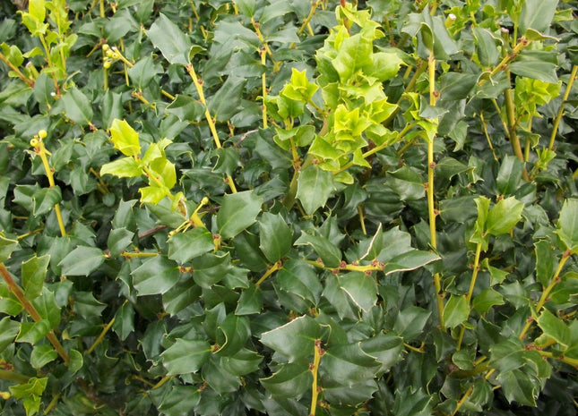 China Boy™ Meserve Holly (Ilex x meserveae 'China Boy') - 3 gallon 15"