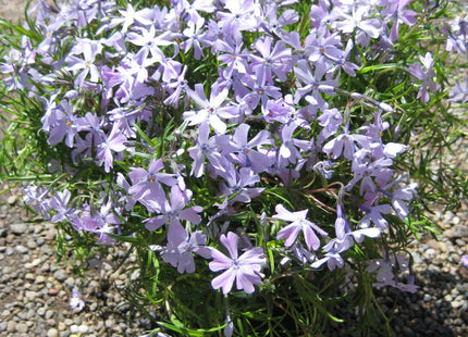 Emerald Blue Moss Phlox (Phlox subulata 'Emerald Blue') - 1 gallon