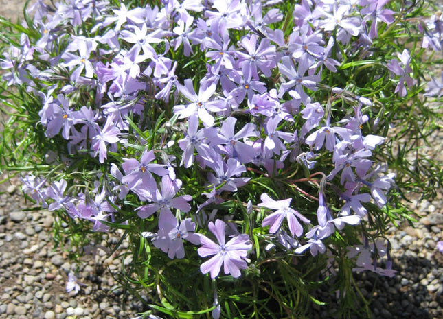 Emerald Blue Moss Phlox (Phlox subulata 'Emerald Blue') - 1 gallon