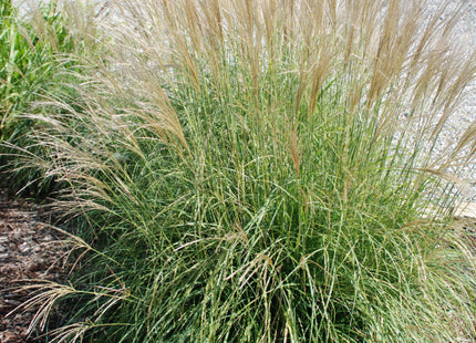 Adagio Maiden Grass (Miscanthus sinensis 'Adagio') - 3 gallon