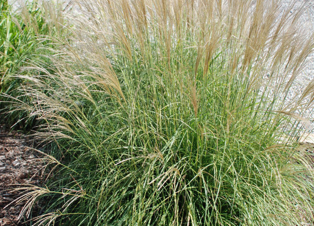 Adagio Maiden Grass (Miscanthus sinensis 'Adagio') - 3 gallon