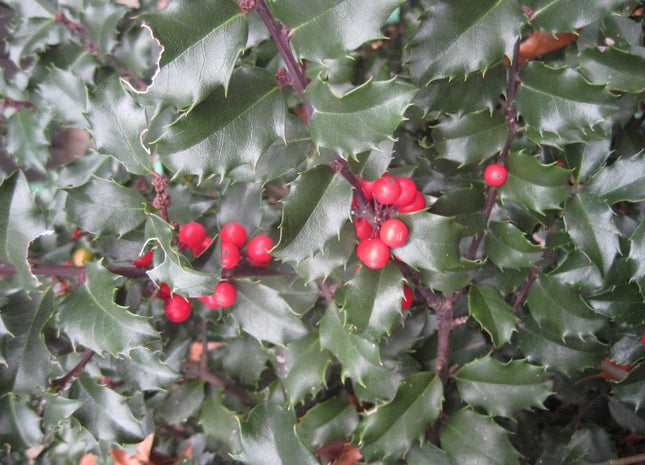 Blue Princess™ Holly (Ilex x meserveae 'Blue Princess') - 3 gallon 15"