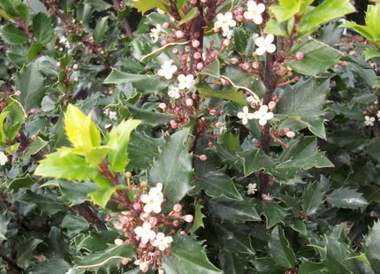 Blue Prince™ Meserve Holly (Ilex x meserveae 'Blue Prince') - 3 gallon 15"