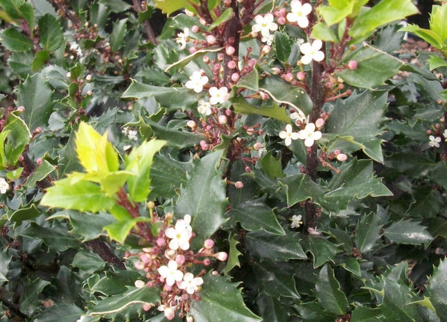 Blue Prince™ Meserve Holly (Ilex x meserveae 'Blue Prince') - 3 gallon 15"