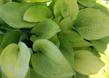 August Moon Plantain Lily (Hosta august 'August Moon') - 1 gallon