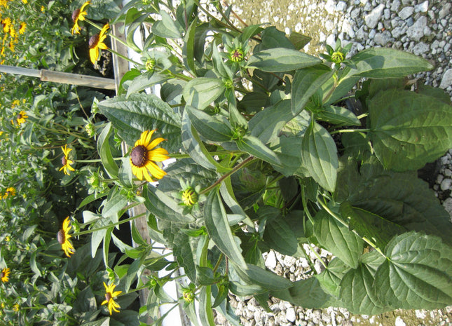 Black-Eyed Susan (Rudbeckia fulgida 'Goldsturm') - 1 gallon