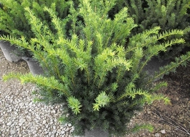 Densiformis Yew (Taxus x media 'Densiformis') - 3 gallon 12-15"