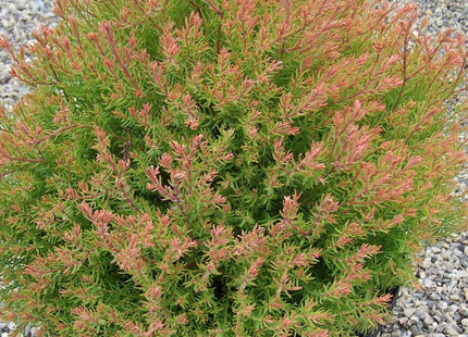 Fire Chief™ Arborvitae (Thuja occidentalis 'Congabe') - 3 gallon 12"