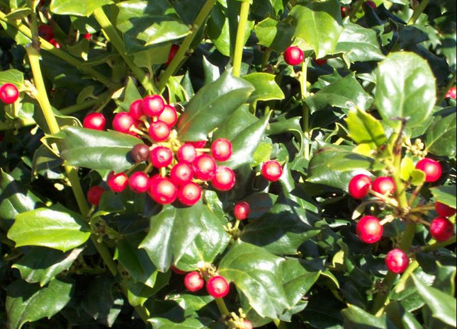 China Dynasty (China Boy/China Girl) Holly (Ilex x mes. 'China Dynasty') - 3 gallon 15"