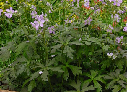 Espresso Cranesbill (Geranium M 'Espresso') - 1 gallon