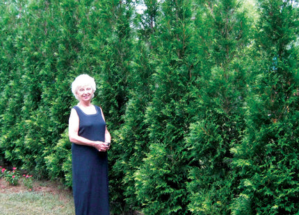 Full Speed A Hedge® American Pillar Arborvitae (Thuja occidentalis 'American Pillar') - 3 gallon 24"