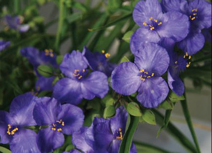 Amethyst Kiss™ Spiderwort (Tradescantia amethyst 'Kiss') - 1 gallon