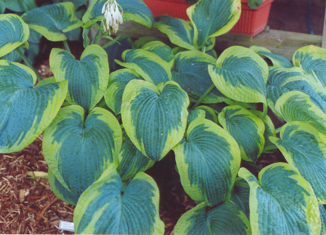 Francis Williams Plantain Lily (Hosta francis 'Williams') - 1 gallon
