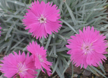FireWitch Pinks (Dianthus gratianopolitanus 'Firewitch') - QT