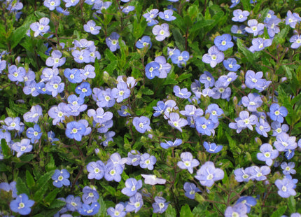 Georgia Blue Creeping Speedwell (Veronica umbrosa 'Georgia Blue') - QT