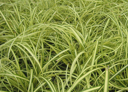 Evergold Sedge (Carex oshimenski 'Evergold') - QT