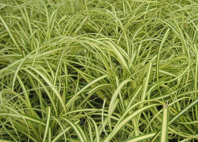 Evergold Sedge (Carex oshimenski 'Evergold') - QT