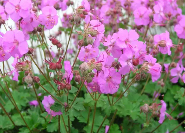 Biokovo Karmina Cranesbill (Geranium cinereum 'Karmina') - 1 gallon
