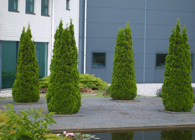 Emerald Green Arborvitae (Thuja occidentalis 'Smaragd') - QUART