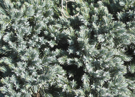 Blue Star Juniper (Juniperus squamata 'Blue Star') - 1 gallon 6"