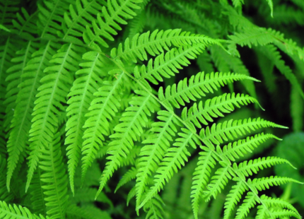 Fern New York (Thelypteris 'New York') - 1 gallon