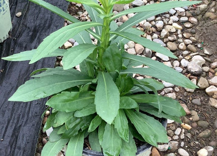Common Sneezeweed (Helenium autumnale) - 1 gallon