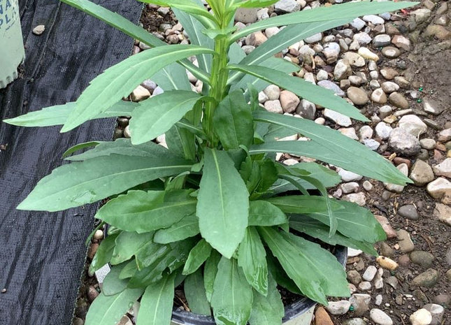 Common Sneezeweed (Helenium autumnale) - 1 gallon