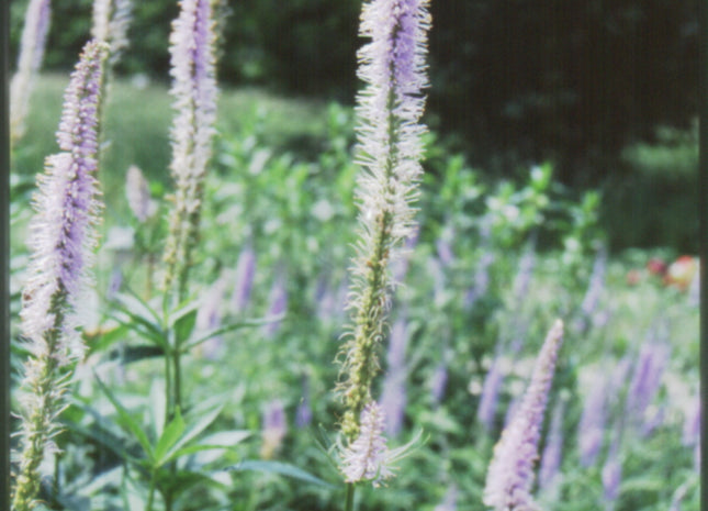 Culver's Root (Veronicastrum virginicum) - 1 gallon