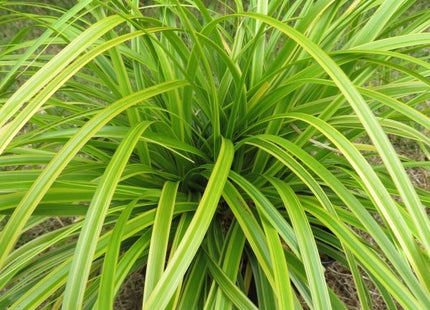 Evercolor® Everlime Japanese Sedge (Carex 'Carex Everlime') - 1 gallon