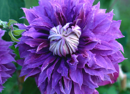 Diamantina™ Clematis (Clematis diamantina 'Diamantina') - 1 gallon