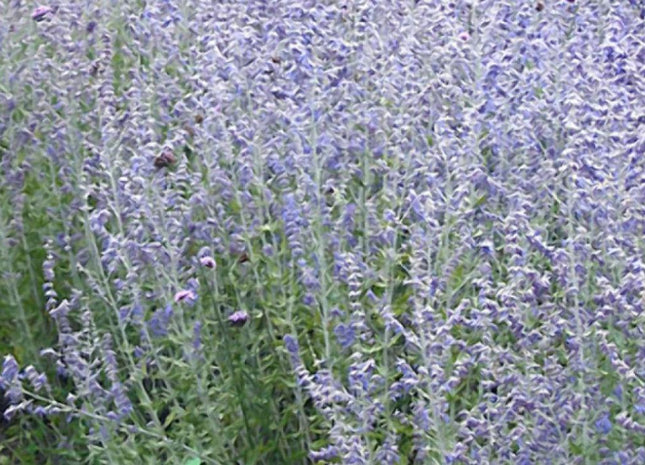 Blue Jean Baby Russian Sage (Perovskia atriplicifolia 'Blue Jean Baby') - 1 gallon