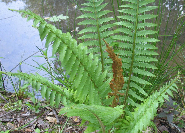 Cinnamon Fern (Osmundastrum 'Cinnamon') - 1 gallon