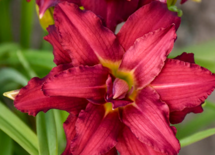 Double Pardon Me Daylily (Hemerocallis double 'Pardon Me') - 1 gallon