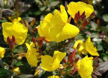 Fireworks Evening Primrose (Oenothera fireworks) - 1 gallon