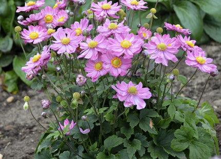 Curtain Call Pink Japanese Anemone (Anemone 'Curtain Call Pink') - 1 gallon