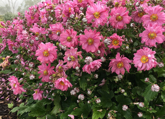 Fall In Love™ Japanese Anemone (Anemone 'Fall In Love Sweetly') - 1 gallon