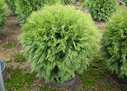 Globe Arborvitae (Thuja occidentalis 'Woodwardii') - 3 gallon 12"