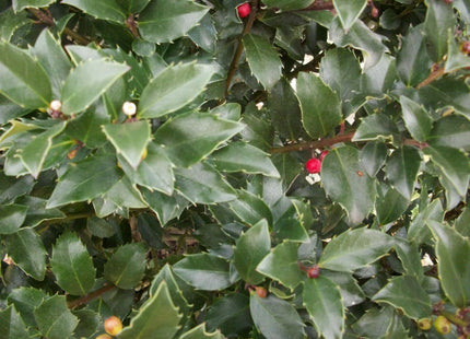 Blue Maid™ Meserve Holly (Ilex x meserveae 'Blue Maid') - 3 gallon 15"