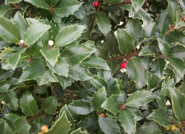 Blue Maid™ Meserve Holly (Ilex x meserveae 'Blue Maid') - 3 gallon 15"