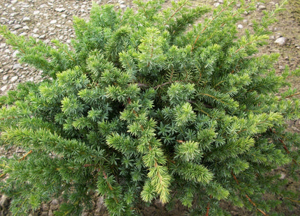 Blue Shore Juniper (Juniperus conferta 'Blue Pacific') - 3 gallon 15"