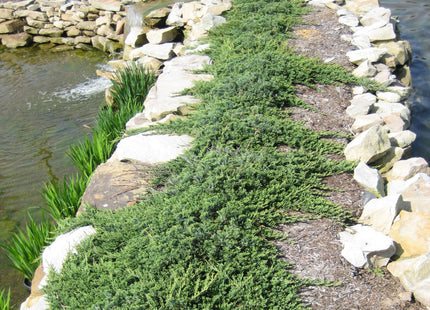 Blue Rug Juniper (Juniperus horizontalis 'Wiltoni') - 3 gallon 15"