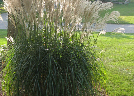 Gracillimus Maiden Grass (Miscanthus sinensis 'Gracillimus') - 3 gallon