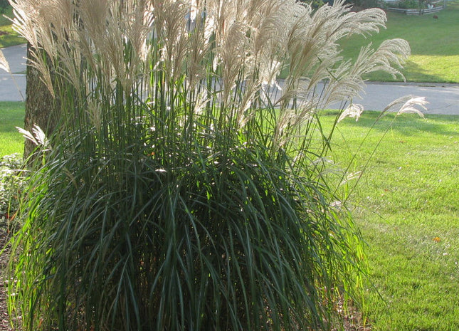 Gracillimus Maiden Grass (Miscanthus sinensis 'Gracillimus') - 3 gallon